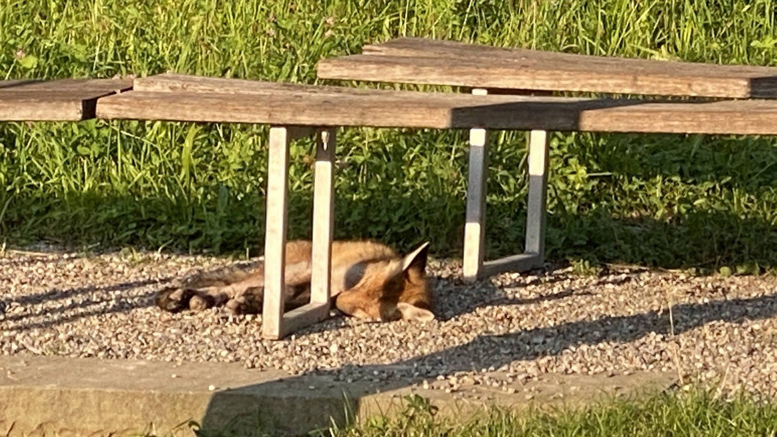 Tiere aller Arten auf der Kartaus